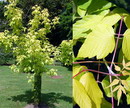 Boxelder